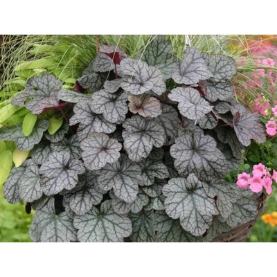 Heuchera Sugar Frosting