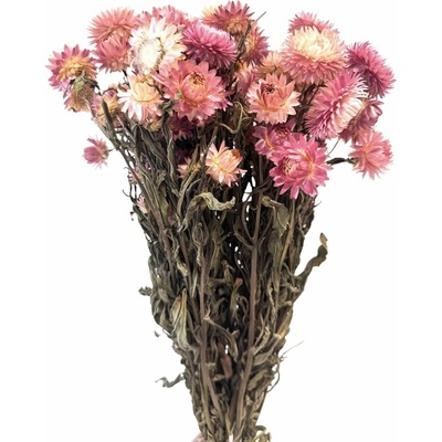 Helichrysum, slaměnka růžová/fuchsiová 50g