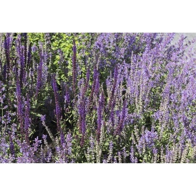 Šalvia hájna FloraSelf Salvia nemorosa 'Cardonna' 5-50 cm kvetináč 0,5 l