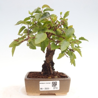 e-bonsai Venkovní bonsai -Carpinus CARPINOIDES - Habr korejský