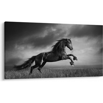 Obraz - Kůň černobílý, jednodílný 120x70 cm