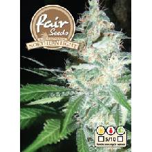 Fair Seeds Northern Light semena neobsahují THC 5 ks