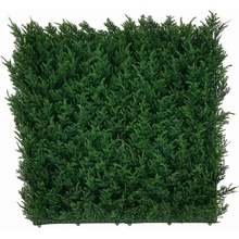 THUJA Japonica, dílec 50 x 50 cm