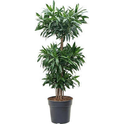Pleomele (Dracaena) Reflexa stem crown 27x90 cm