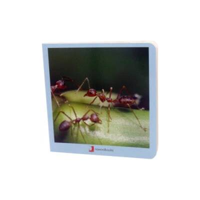 Animalitos | DAVID MARTIN MARTINEZ