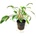 Cryptocoryne petchii