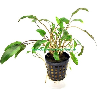 Cryptocoryne petchii