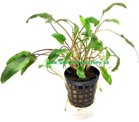 Cryptocoryne petchii