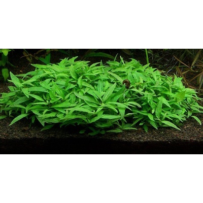 Staurogyne Porto Vehlo 5,5 cm