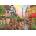 Trefl - Puzzle Charmig Paris - 1 500 piese