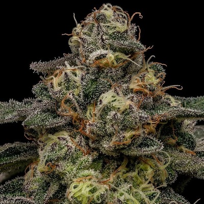 Ripper Seeds Zombie Bride semienka neobsahujú THC 3 ks