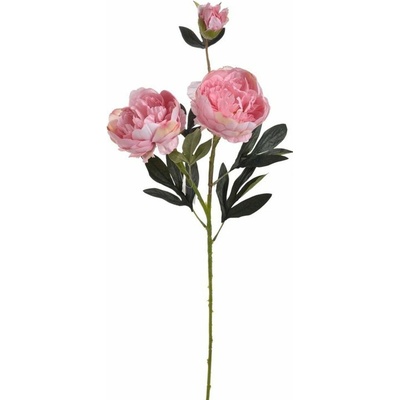 Pivoňka velká 72 cm - růžová