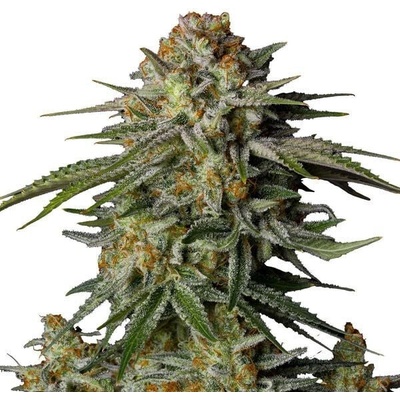Fastbuds GG4 Sherbet FF semienka neobsahujú THC 10 ks
