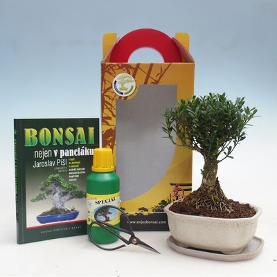 e-bonsai Pokojová bonsai v dárkové krabičce Buxus harlandii -korkový buxus