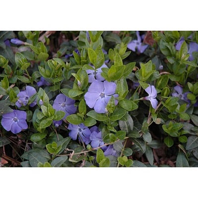 Vinca minor 'Bowles' Velikost hrnku: 10,5cm – Zboží Dáma