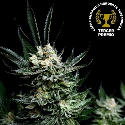 Absolute Cannabis Seeds Critigal + semienka neobsahujú THC 1 ks