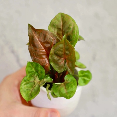 Syngonium Bronze Maria baby