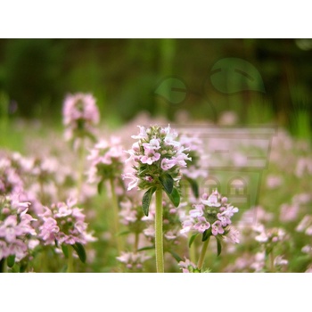 Image 1 of Семена от Мащерка 2500 бр (±) / 0.5 гр (363000)