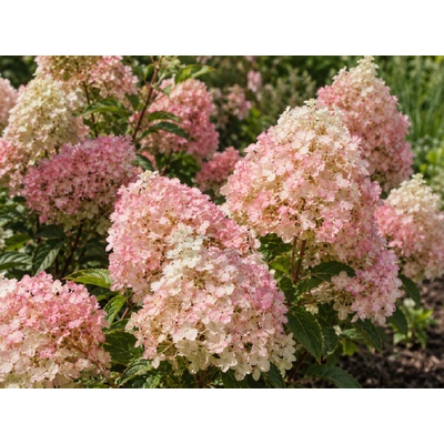 Hortenzia metlinatá 'Candy Love'