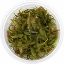 Cryptocoryne usteriana