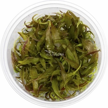 Cryptocoryne usteriana