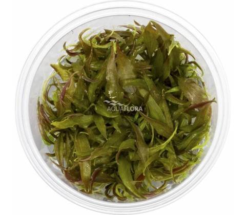 Cryptocoryne usteriana