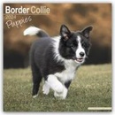 Border Collie Puppies Square Dog Puppy Breed Wall 16 Month 2024