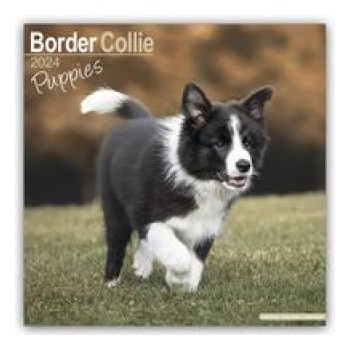 Border Collie Puppies Square Dog Puppy Breed Wall 16 Month 2024