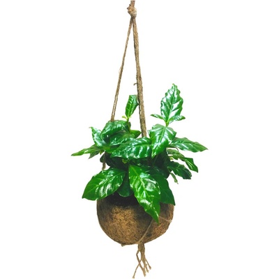 Gardners Coffea arabica (M) Kávovník arabský