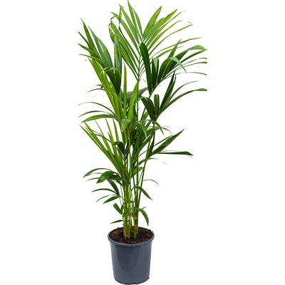 Gardners Howea Forsteriana, průměr 27 cm Kencie, rajská palma