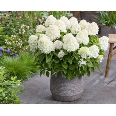 Hortenzia metlinatá (Hydrangea paniculata) ´LIVING SUGAR RUSH® by LIVING CREATIONS® - výška 30-40 cm, kont. C2L