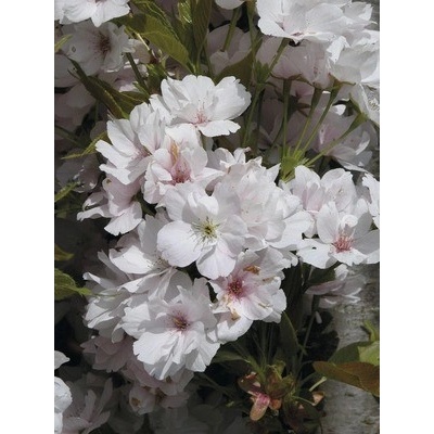 Sakura ozdobná FloraSelf Prunus serrulata 'Amanogawa' výška 60-100 cm kvetináč 6 l