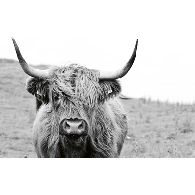 DIMEX ART Флизелинов фототапет шотландска крава 375 x 250 см