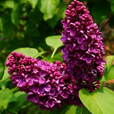 Šeřík obecný – Syringa vulgaris 'Prince Wolkonsky'