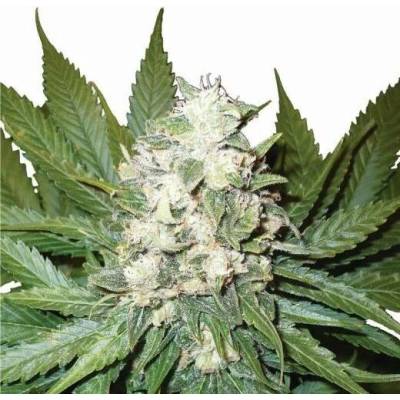 Nirvana Wonder Woman AUTO semena neobsahují THC 5 ks