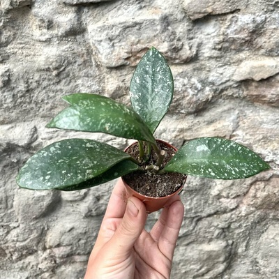 Hoya gracilis