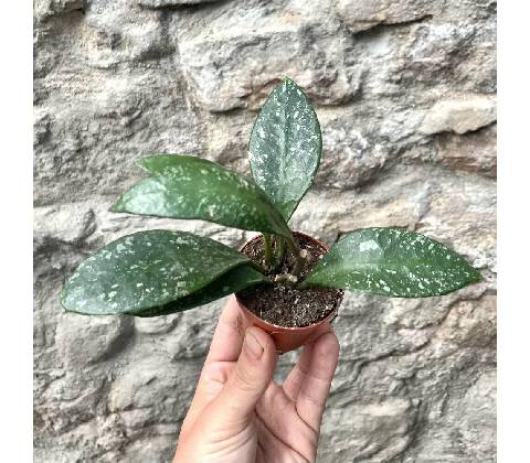 Hoya gracilis
