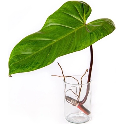 Gardners Philodendron Red Emerald - řízek k zakořenění Filodendron