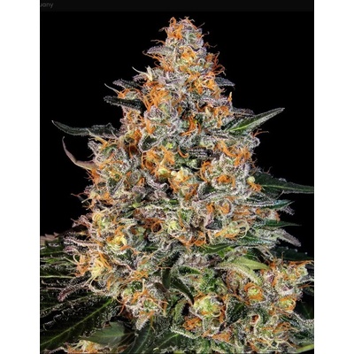 Dutch Passion Auto Glueberry O.G. 0% THC Balenie: 10 ks