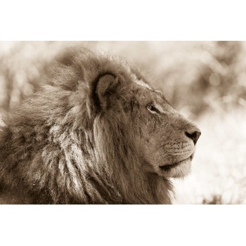 DIMEX ART Флизелинов фототапет портрет на лъв 375 x 250 см