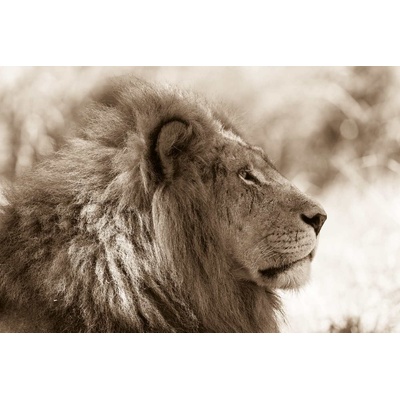 DIMEX ART Флизелинов фототапет портрет на лъв 375 x 250 см