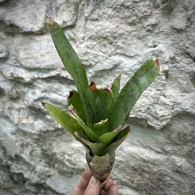 Neoregelia - Red Lips