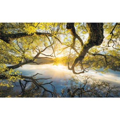 Komar Vliesová fototapeta Golden Embrace rozměry 400 x 250 cm