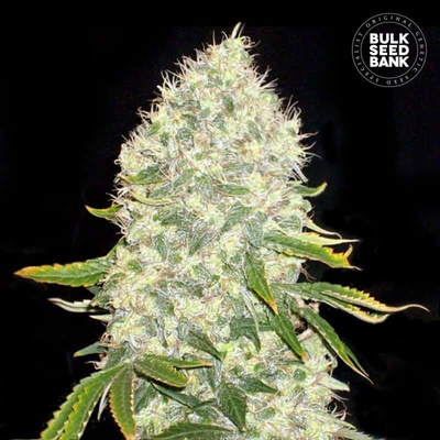 Bulk Seed Bank White Widow semienka neobsahujú THC 100 ks