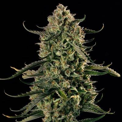 Silent Seeds Mac Dawg XXL Auto semena neobsahují THC 3 ks