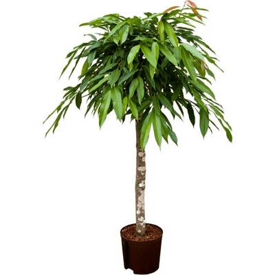 Ficus binnendijkii amstel king Stem 22/19 výška 115 cm