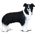CollectA Pies Border Collie