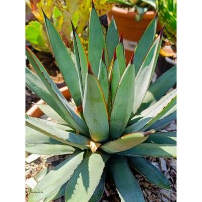 Palmy a.s Agáve (Agave) ‘LITTLE PENGUIN’ - výška 15-20 cm, Ø 20-30 cm, kont. C6L (-5°C)
