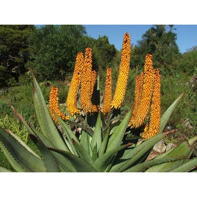 Tinktur tinktura Aloe kapská Forte 37 ml