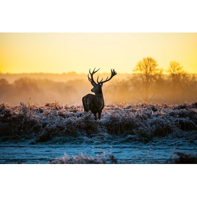 DIMEX ART Флизелинов фототапет благороден елен през зимата 375 x 250 см